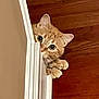 cat, orange_tabby, peeking, door_frame, curious, paws, hardwood_floor, indoor, pet, animal, cute, whiskers, ears, playful, home, feline, close_up, hiding, mischievous, eyes