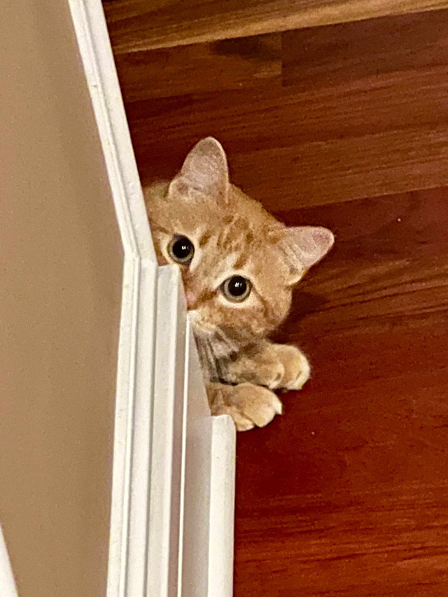 Nina joined the competition — help win amazing prizes! cat, orange_tabby, peeking, door_frame, curious, paws, hardwood_floor, indoor, pet, animal, cute, whiskers, ears, playful, home, feline, close_up, hiding, mischievous, eyes