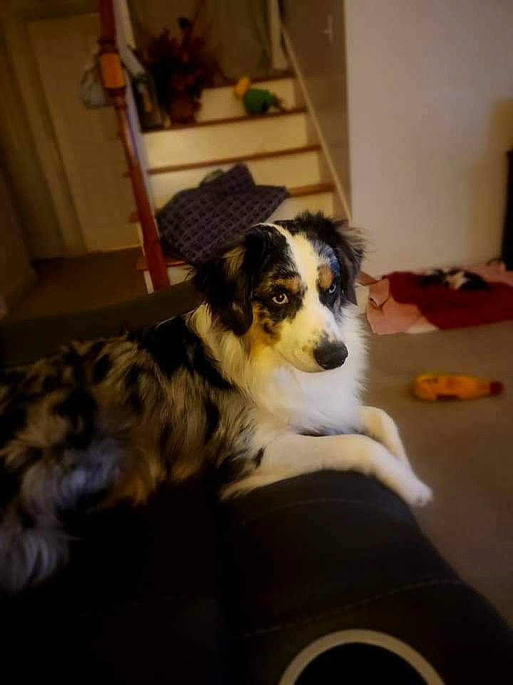 Jesse is registered to the contest to win money with this photo: border_collie, bored, bucovina_shepherd_dog, canidae, carnivore, chair, companion_dog, dog, dog_breed, flooring, fur, furniture, herding_dog, pyrenean_mastiff, room, terrestrial_animal, texas_heeler, working_animal, working_dog