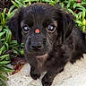 puppy, dog, black_dog, cute, pet, animal, outdoor, greenery, plants, ladybug, insect, nature, closeup, adorable, small_dog, fur, face, eyes, nose, concrete
