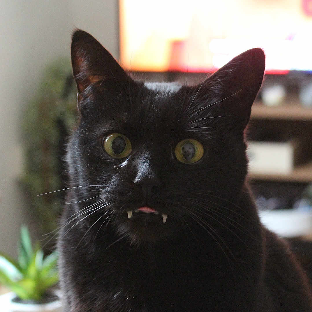 Tchoupi participe au concours pour gagner de l'argent avec cette photo : animal, bird, blackcat, bookcase, cat, computerhardware, electronics, furniture, hardware, jar, manx, monitor, pet, plant, planter, pottedplant, pottery, screen, tv, vase