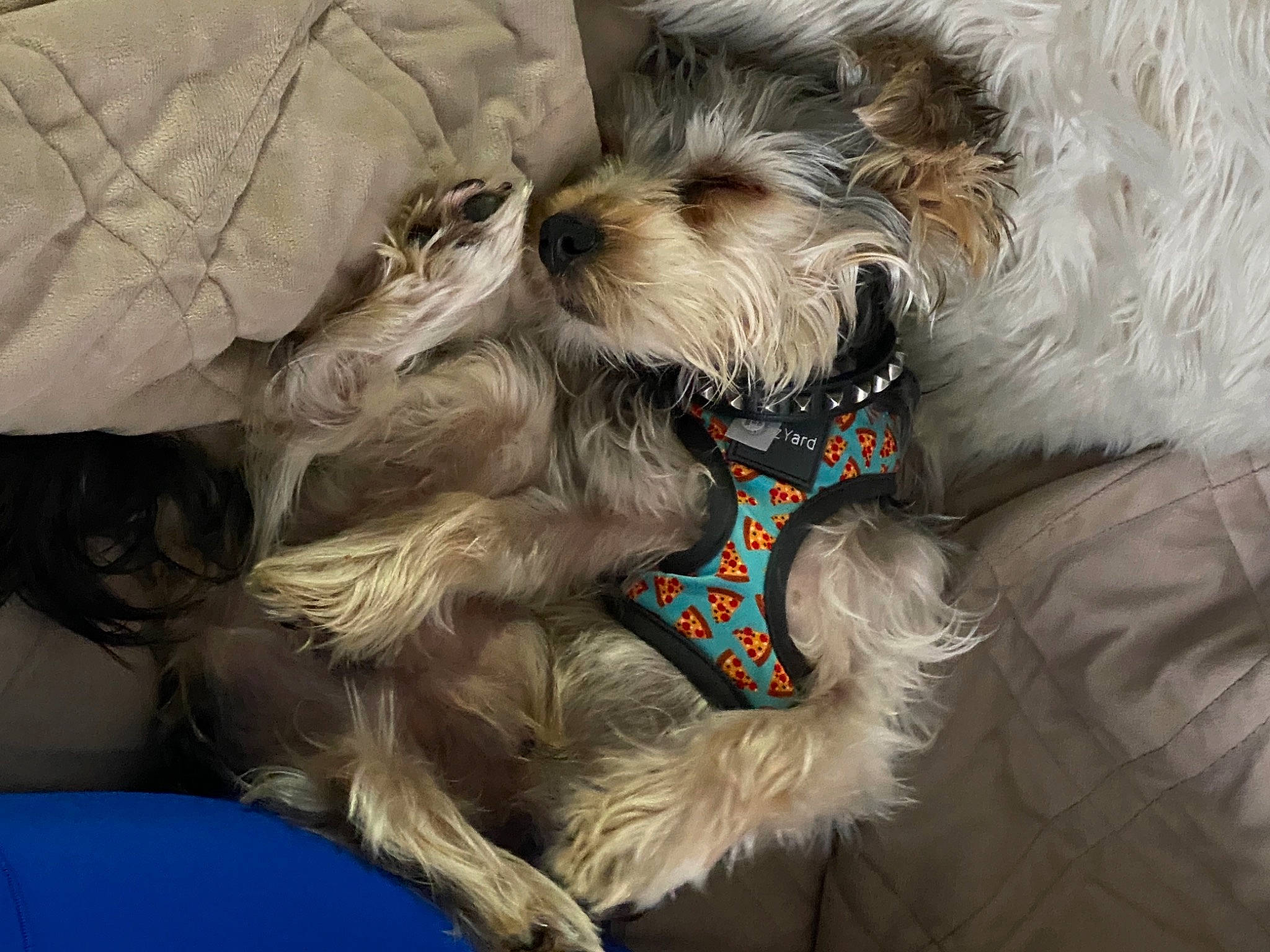 Harold joined the competition — help win amazing prizes! carnivore, collar, companion_dog, dog, dog_breed, dog_clothes, dog_collar, dog_supply, ear, fawn, fur, leash, liver, pet_supply, small_terrier, snout, sporting_group, terrier, toy_dog, working_animal