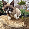 Theodore Aka Theo is registered to the contest to win money with this photo: cat, animal, blue_eyes, tree_stump, outdoor, nature, greenery, fur, whiskers, close_up, curious, mammal, pet, wildlife, portrait, walking, brown, white, garden, daylight