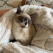 Theodore Aka Theo is registered to the contest to win money with this photo: cat, sleeping, fluffy, blanket, cozy, indoor, pet, fur, resting, cute, animal, comfort, soft, home, relaxed, whiskers, ears, face, patterned_carpet, cuddle