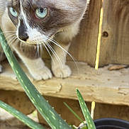 Theodore Aka Theo is registered to the contest to win money with this photo: aloe_vera, animal, blue_eyes, cat, close_up, curious, domestic_cat, feline, focus, fur, green_plant, nature, outdoor, pet, plant, potted_plant, side_view, whiskers, wooden_fence, wooden_surface