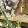 cat, blue_eyes, aloe_vera, plant, wooden_fence, wooden_surface, outdoor, curious, close_up, pet, animal, feline, whiskers, nature, green_plant, potted_plant, fur, domestic_cat, side_view, focus