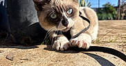 Theodore Aka Theo is registered to the contest to win money with this photo: animal, blue_eyes, cat, close_up, curious, daylight, fur, garden, harness, leash, nature, outdoor, paw, pet, plant_pot, playful, shadow, sidewalk, sunlight, whiskers