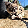 Theodore Aka Theo is registered to the contest to win money with this photo: cat, blue_eyes, harness, leash, outdoor, sunlight, sidewalk, plant_pot, shadow, curious, paw, fur, whiskers, nature, garden, close_up, playful, pet, animal, daylight