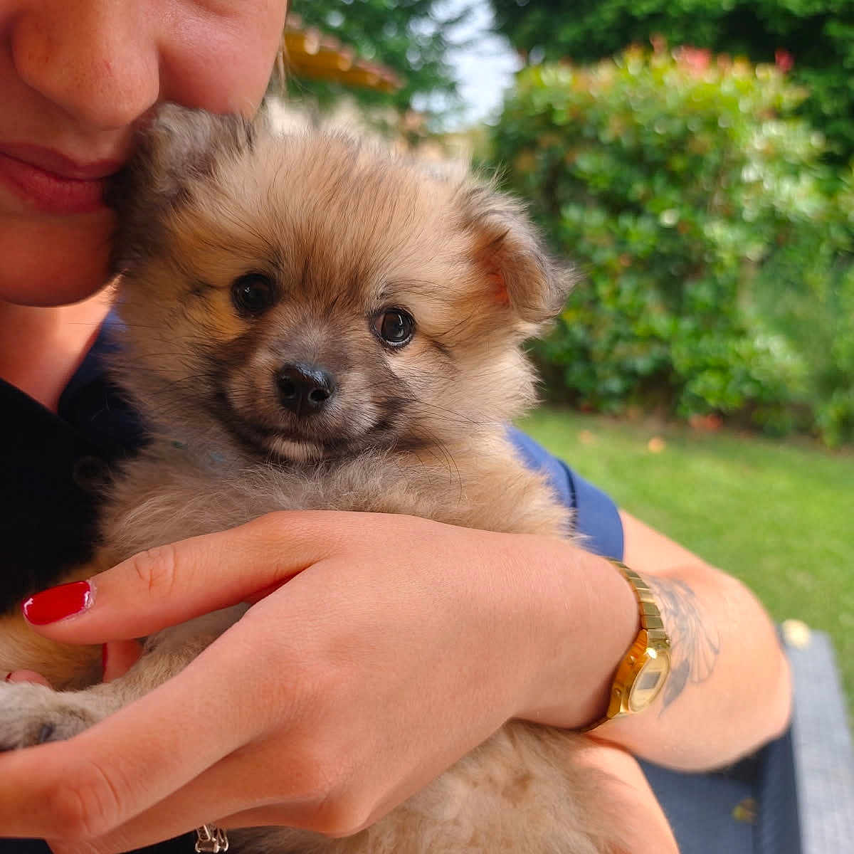 Aslan a rejoint le concours — aidez-le/la à gagner de superbes lots ! affection, animal, close_up, cute, dog, fur, garden, greenery, hand, holding, nail_polish, nature, outdoor, person, pet, portrait, puppy, smile, tattoo, watch