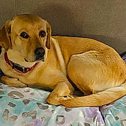 Kitty joined the competition — help win amazing prizes! dog, golden_retriever, pet, animal, lying_down, blanket, patterned_blanket, indoor, cozy, collar, canine, fur, resting, relaxed, comfort, bed, sleepy, cute, companion, domestic_animal