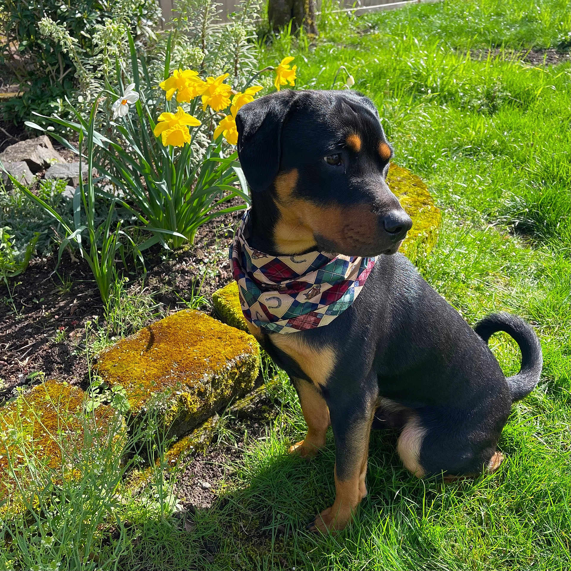 Dexter joined the competition — help win amazing prizes! animal, bandana, black_dog, calm, curious, daffodils, dog, garden, grass, moss, nature, outdoor, pet, plant, sitting, spring, stone, sunlight, tan_markings, yellow_flowers