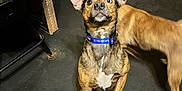 Zeus joined the competition — help win amazing prizes! dog, indoor, floor, collar, brown_dog, brindle_dog, pet, animal, canine, curious, sitting, two_dogs, furniture, cabinet, black_floor, attention, wide_eyes, movement, domestic, household