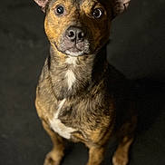 Zeus is registered to the contest to win money with this photo: dog, brindle, pet, animal, ears, sitting, looking_up, indoor, cute, fur, canine, alert, portrait, companion, mammal, domestic, friendly, whiskers, focused, brown