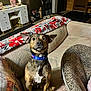 Zeus is registered to the contest to win money with this photo: dog, brindle_coat, collar, couch, blanket, floral_pattern, pet_bed, leopard_print, pillow, indoor, living_room, furniture, sitting, alert, wide_eyes, decor, lamp, shelf, vanity, household_items