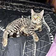 Elora joined the competition — help win amazing prizes! cat, kitten, tabby, striped, pet, animal, feline, bed, blanket, patterned, black, white, soft, indoor, cute, alert, yellow_eyes, fur, whiskers, relaxed