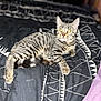 cat, kitten, tabby, striped, pet, animal, feline, bed, blanket, patterned, black, white, soft, indoor, cute, alert, yellow_eyes, fur, whiskers, relaxed