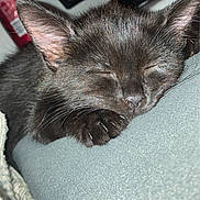Spike joined the competition — help win amazing prizes! kitten, cat, sleeping, black_cat, paw, close_up, indoor, soft_surface, cozy, resting, pet, animal, feline, whiskers, ears, nap, blurred_background, television, can, relaxation
