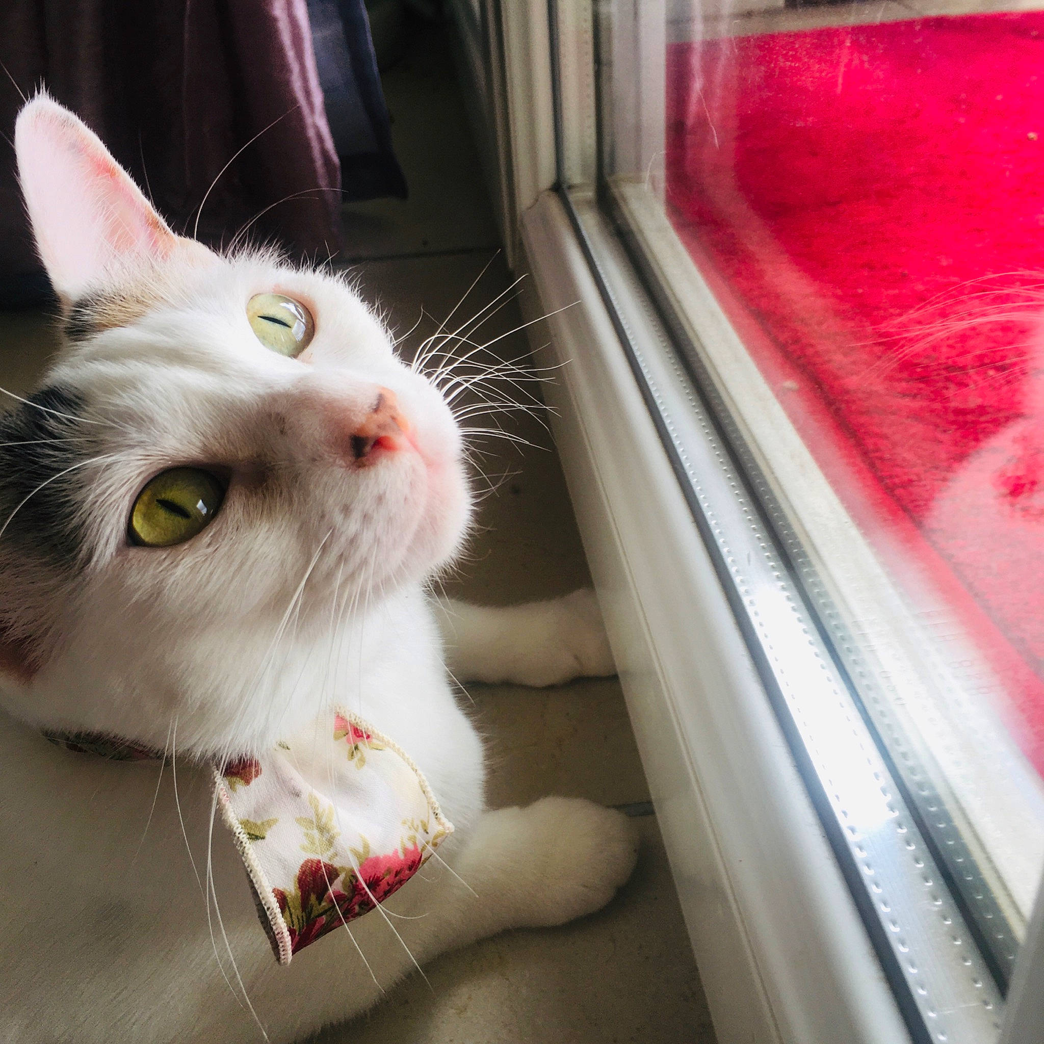 Yoga participe au concours pour gagner de l'argent avec cette photo : aegean_cat, asian, burmilla, carnivore, cat, domestic_short_haired_cat, ear, felidae, fur, khao_manee, nose, small_to_medium_sized_cats, snout, turkish_angora, turkish_van, whiskers, window