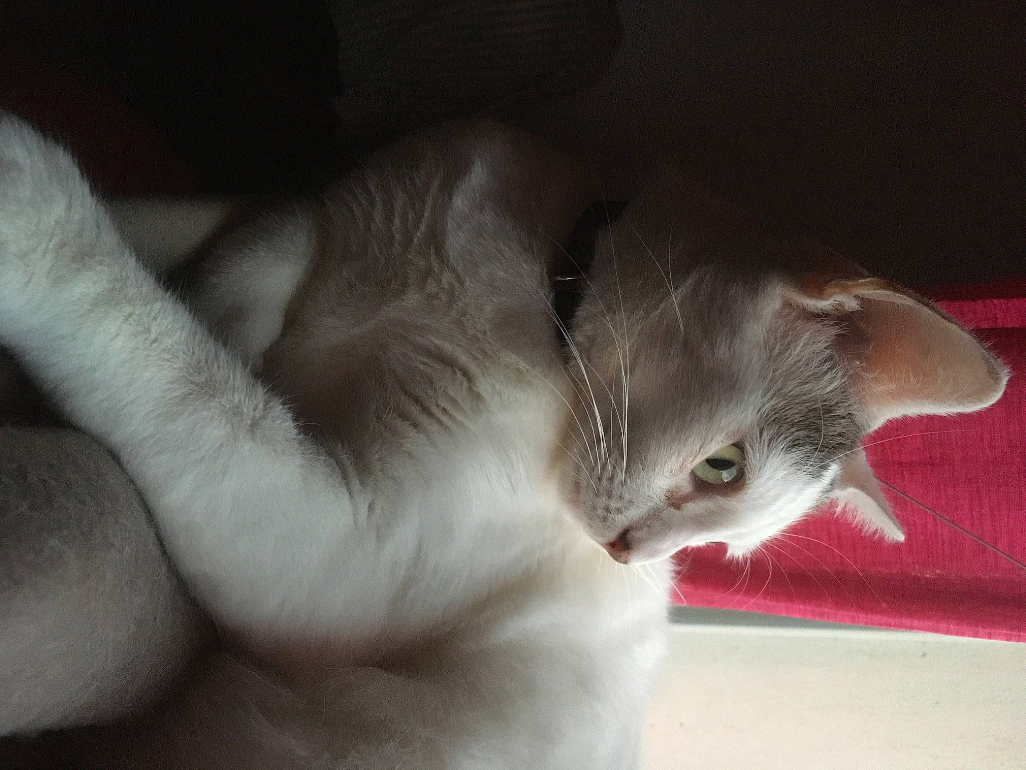 Yoga a rejoint le concours — aidez-le/la à gagner de superbes lots ! asian, burmilla, carnivore, cat, domestic_short_haired_cat, ear, eye, fawn, felidae, fur, hand, kitten, paw, polydactyl_cat, singapura, small_to_medium_sized_cats, snout, whiskers