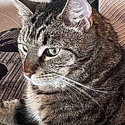 Loki is registered to the contest to win money with this photo: animal, cat, close_up, cute, domestic, ears, feline, fur, green_eyes, indoor, mammal, pet, portrait, relaxed, resting, side_view, soft_fur, striped, tabby, whiskers