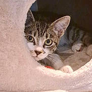 Freya joined the competition — help win amazing prizes! animal, cat, cat_condo, circular_opening, cozy, curious, cute, domestic_cat, ears, eyes, face, feline, fur, indoor, paws, pet, resting, soft, tabby, whiskers