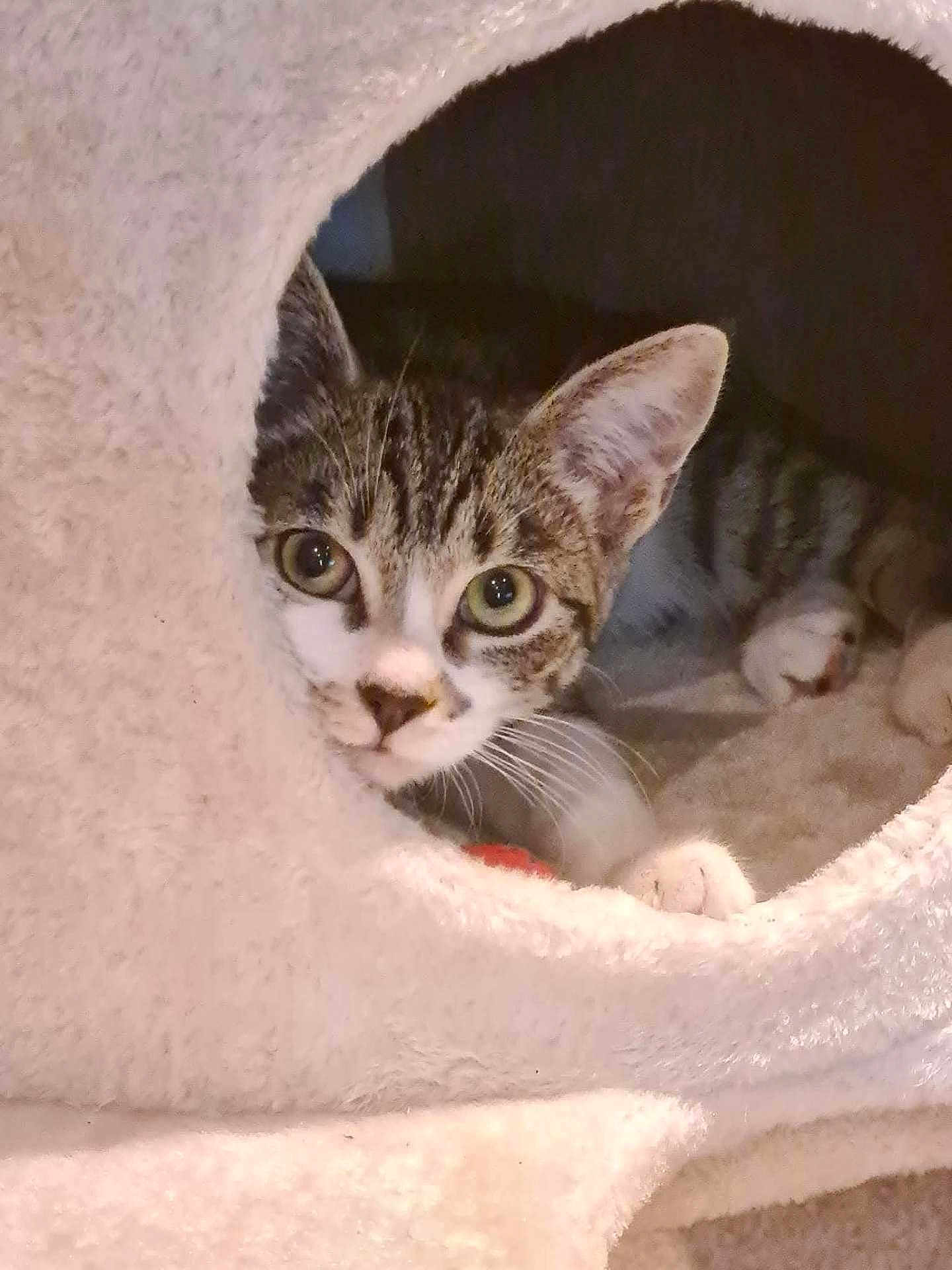 Freya joined the competition — help win amazing prizes! animal, cat, cat_condo, circular_opening, cozy, curious, cute, domestic_cat, ears, eyes, face, feline, fur, indoor, paws, pet, resting, soft, tabby, whiskers