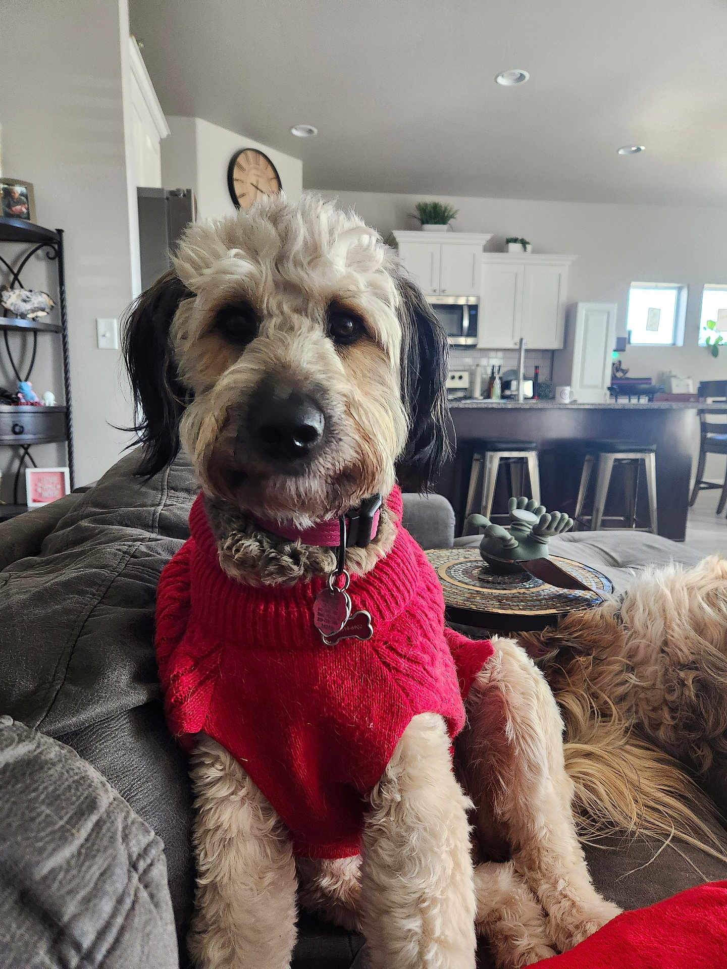 Maggie is registered to the contest to win money with this photo: dog, sweater, couch, living_room, kitchen, pet, close_up, portrait, fur, collar, tag, nose, eyes, companion, furniture, bar_stools, countertop, indoor, adorable, relaxed