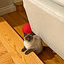 animal, cat, couch, cozy, curious, domestic, floor, furniture, gray_face, gray_paws, home, indoor, light, pet, quiet, red_ball, relaxed, shadow, sitting, wooden_floor