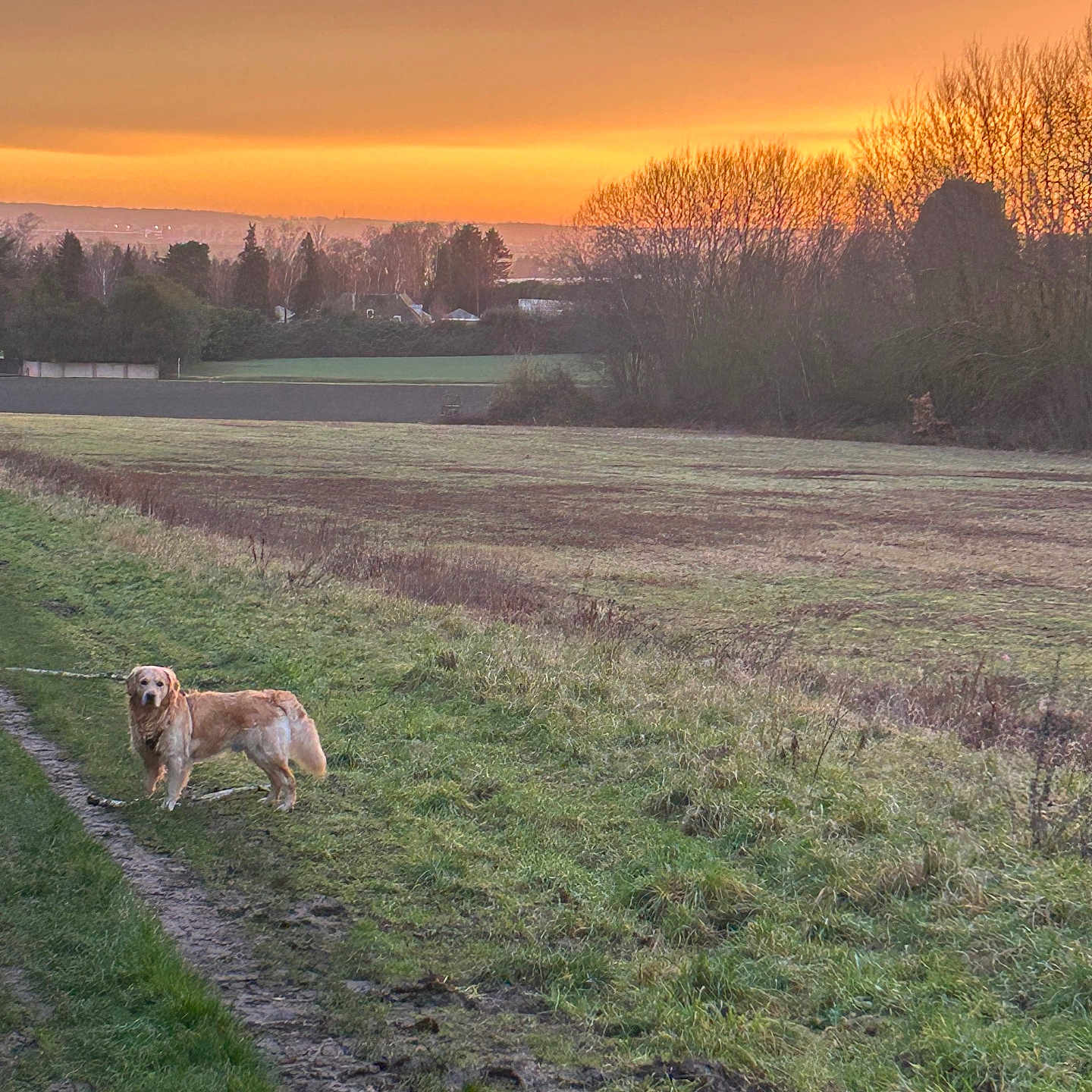May a rejoint le concours — aidez-le/la à gagner de superbes lots ! animal, bare_trees, calm, dog, evening, field, golden_retriever, grass, landscape, leash, nature, orange_sky, outdoor, path, pet, rural, scenic, sky, sunset, trees
