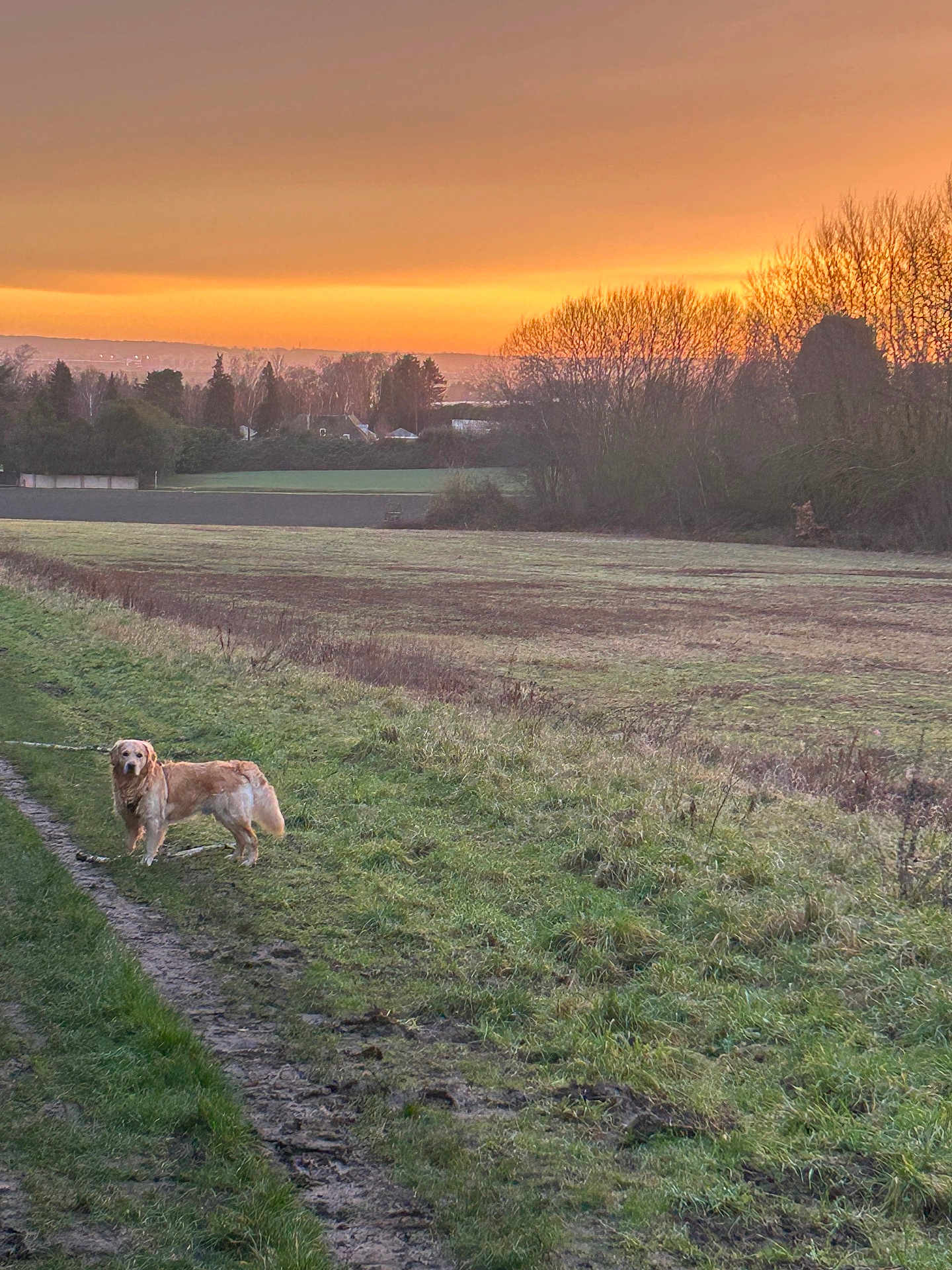 May a rejoint le concours — aidez-le/la à gagner de superbes lots ! dog, golden_retriever, grass, path, sunset, orange_sky, trees, field, nature, outdoor, rural, landscape, animal, calm, evening, bare_trees, sky, leash, pet, scenic