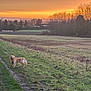 dog, golden_retriever, grass, path, sunset, orange_sky, trees, field, nature, outdoor, rural, landscape, animal, calm, evening, bare_trees, sky, leash, pet, scenic