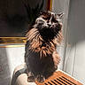cat, black_cat, fluffy, long_hair, pet, animal, indoor, sunlight, shadow, sitting, furniture, plastic, brown, beige, wall, tiles, window, glass, portrait, cute