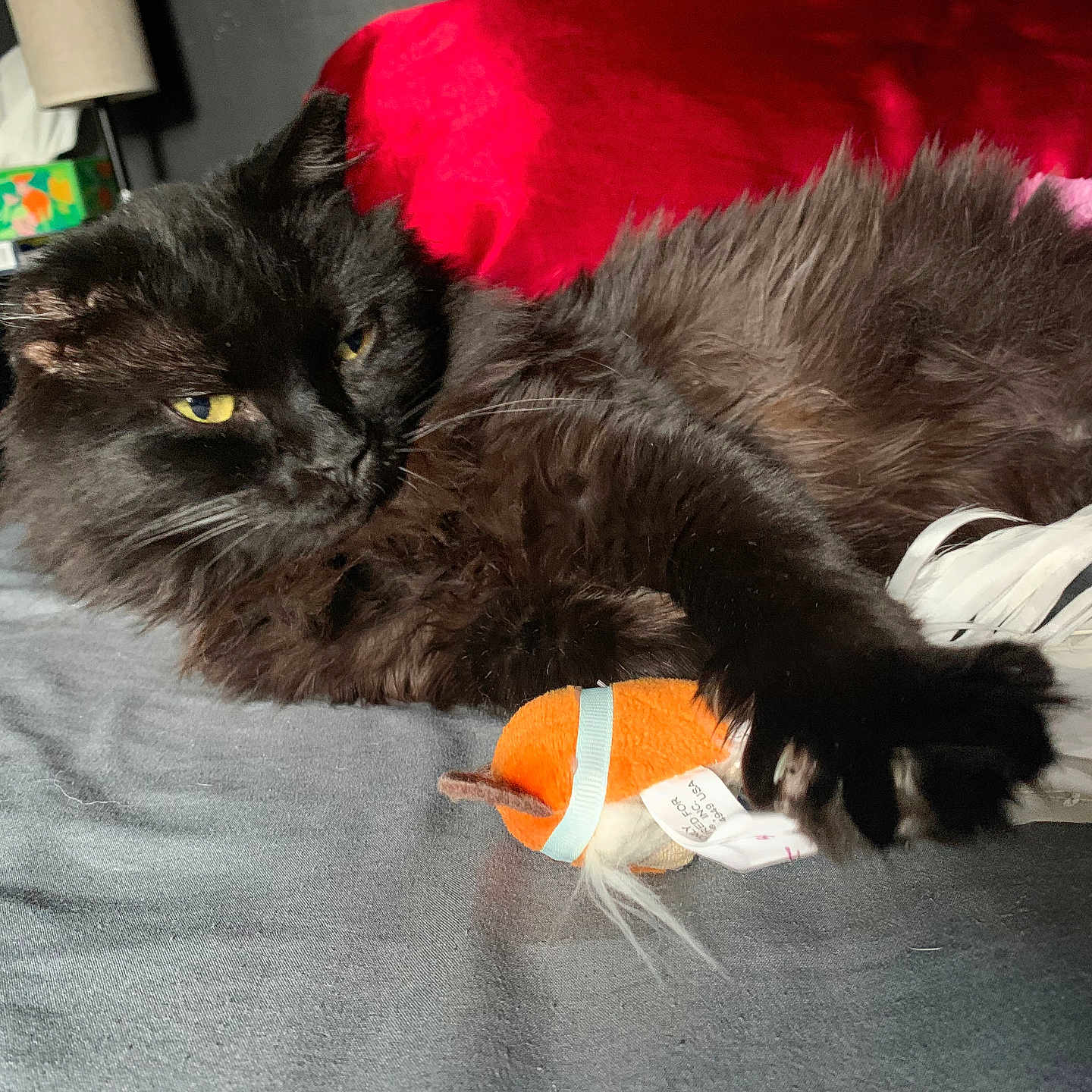Mr.fluff