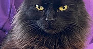 Mr.fluff joined the competition — help win amazing prizes! animal, black_cat, cat, close_up, cozy, cute, domestic_cat, feline, fluffy, indoor, long_hair, paw, pet, portrait, purple_background, relaxed, resting, sofa, whiskers, yellow_eyes