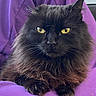 cat, black_cat, long_hair, yellow_eyes, purple_background, feline, pet, animal, close_up, portrait, relaxed, indoor, cute, fluffy, whiskers, paw, sofa, resting, cozy, domestic_cat
