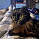 Mr.fluff