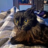 Mr.fluff joined the competition — help win amazing prizes! animal, black_cat, blanket, cat, checkered, close_up, cozy, domestic, feline, fluffy, fur, home, indoor, pet, portrait, relaxed, resting, soft_light, whiskers, yellow_eyes