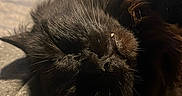 Mr.fluff joined the competition — help win amazing prizes! cat, black_cat, sleeping, close_up, whiskers, fur, pet, indoor, relaxed, cozy, face, animal, mammal, resting, soft, texture, warm_light, napping, domestic_cat, cute