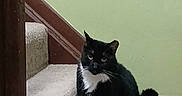 Charlie is registered to the contest to win money with this photo: animal, banister, black_and_white_cat, carpet, cat, cozy, curious, cute, domestic, feline, floor, home, indoor, looking, pet, quiet, sitting, stairs, wall, wood