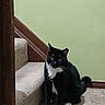 animal, banister, black_and_white_cat, carpet, cat, cozy, curious, cute, domestic, feline, floor, home, indoor, looking, pet, quiet, sitting, stairs, wall, wood