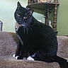 Charlie is registered to the contest to win money with this photo: animal, black_cat, carpet, cat, curious, decor, domestic, furniture, household, indoor, ornaments, pet, picture_frame, seated, shelf, staircase, tail, tuxedo_cat, whiskers, white_paws