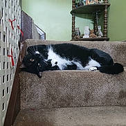 Charlie is registered to the contest to win money with this photo: animal, black_and_white_cat, carpet, cat, cozy, curious_look, domestic, feline, figurines, fluffy_fur, green_wall, home_interior, indoor, owl_figurines, pet, relaxed, resting, stairs, upside_down, wooden_shelf