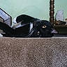 Charlie is registered to the contest to win money with this photo: animal, black_and_white, carpet, cat, close_up, cozy, curious, domestic, eyes, feline, figurine, home, indoor, lying_down, owl, pet, relaxing, stairs, whiskers, wooden_furniture