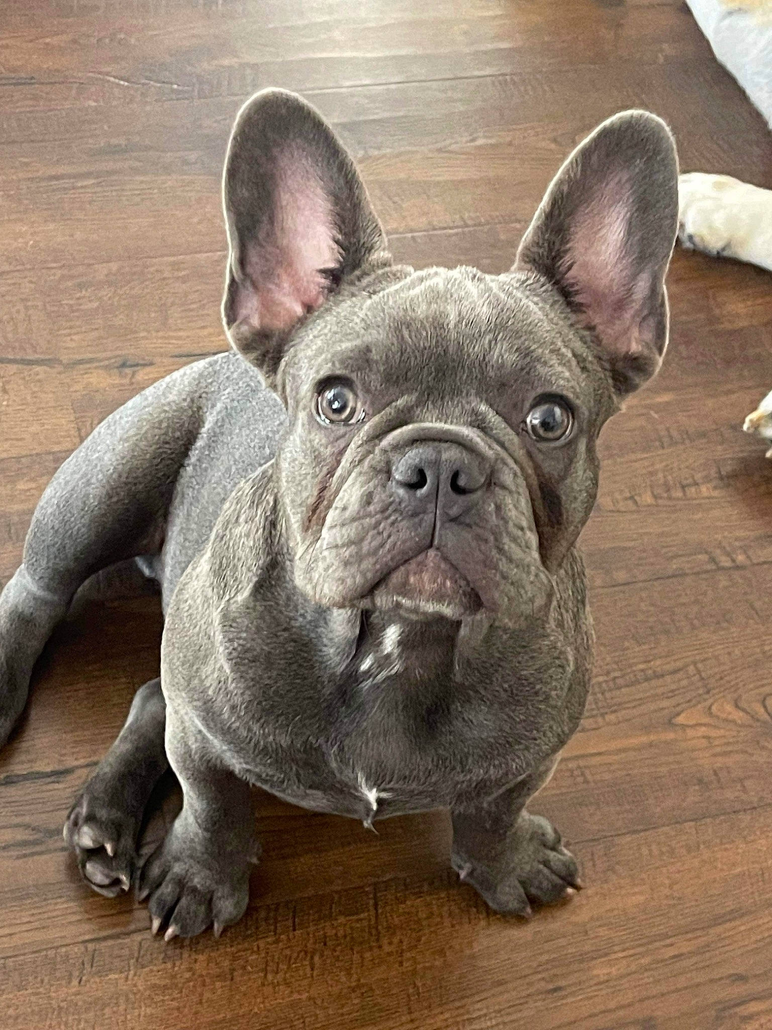 Niner joined the competition — help win amazing prizes! bulldog, canidae, carnivore, companion_dog, dog, dog_breed, ear, eye, fawn, flooring, hardwood, non_sporting_group, snout, sporting_group, terrestrial_animal, whiskers, wood, working_animal, wrinkle