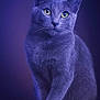 Stitch a rejoint le concours — aidez-le/la à gagner de superbes lots ! cat, gray_cat, portrait, close_up, yellow_eyes, fur, whiskers, sitting, animal, pet, feline, indoor, soft_lighting, studio_photo, focused, alert, cute, mammal, domestic_animal, elegant