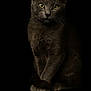 Stitch a rejoint le concours — aidez-le/la à gagner de superbes lots ! cat, gray_cat, animal, pet, feline, yellow_eyes, whiskers, fur, portrait, sitting, dark_background, closeup, domestic_cat, mammal, indoor, cute, calm, alert, portrait_photography, studio_photo