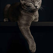 Stitch a rejoint le concours — aidez-le/la à gagner de superbes lots ! cat, gray_cat, feline, pet, animal, relaxed, sleeping, paw, whiskers, fur, closeup, portrait, dark_background, resting, cute, domestic_cat, one_paw_out, calm, indoor, mammal