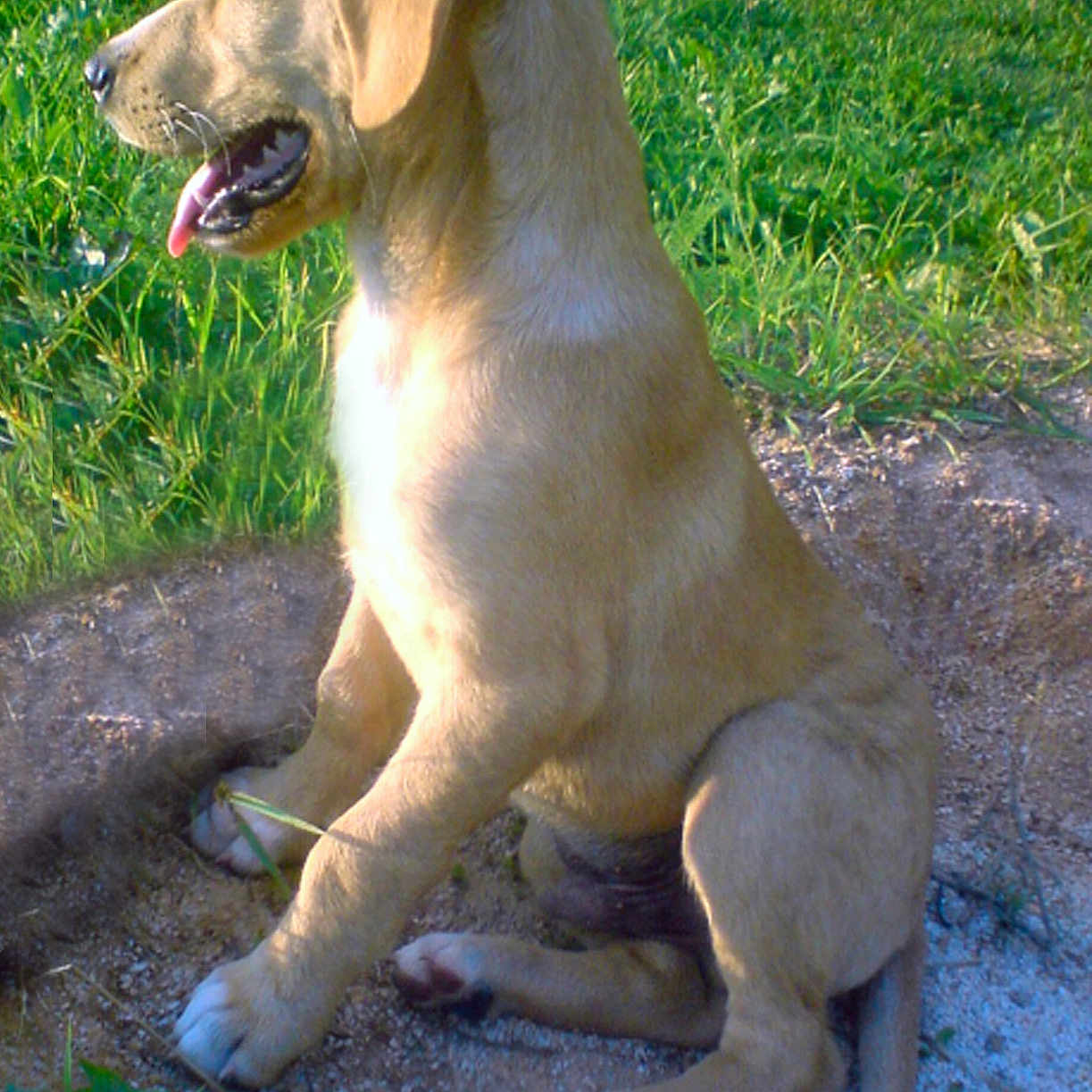 Cavo Dog joined the competition — help win amazing prizes! animal, boxer, bulldog, canine, dog, goldenretriever, grass, greatdane, hound, labradorretriever, lawn, pet, plant, pointer, puppy, whitedog