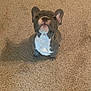 Huncho is registered to the contest to win money with this photo: animal, brown, carpet, companion, cute, dog, domestic_animal, ears, foot, french_bulldog, fur, indoor, looking_up, paw, pet, puppy, sitting, small, snout, white