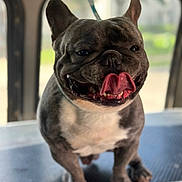 Huncho is registered to the contest to win money with this photo: animal, canine, close_up, cute, dog, domestic_animal, ears, french_bulldog, friendly, fur, happy, indoor, leash, mammal, paw, pet, portrait, smiling, standing, tongue_out